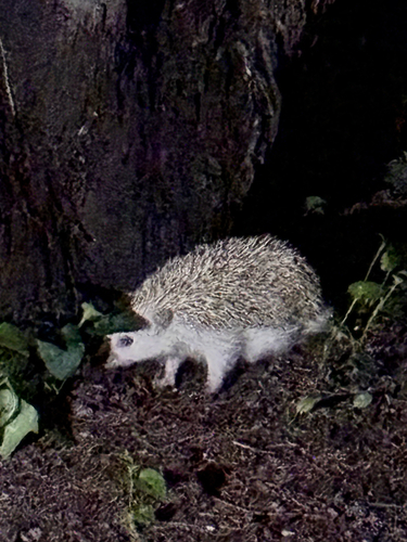 アムールハリネズミ