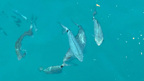 Oblada melanurus