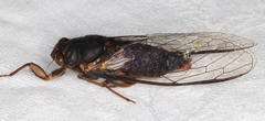 Birrima castanea