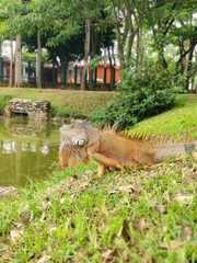 Iguana iguana