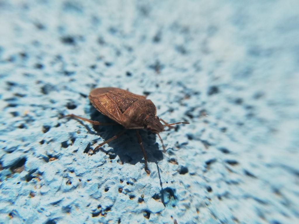 Oenopiella unidentata