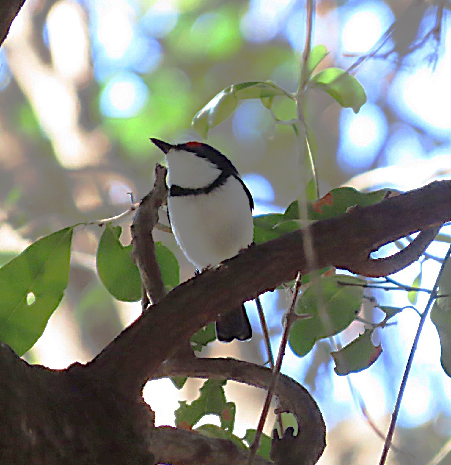 Black-throated Wattle-eye (Platysteira peltata), photo 10
