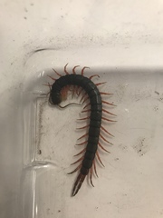 Scolopendra japonica