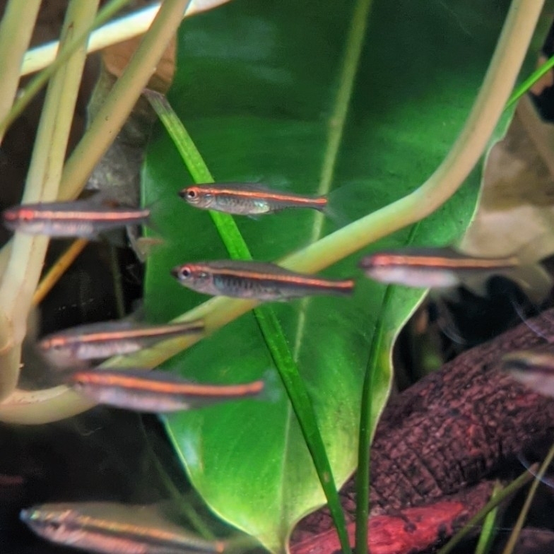 Glowlight Rasbora (Trigonopoma pauciperforatum)