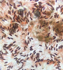 Saccobolus truncatus