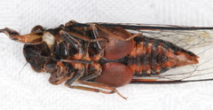 Birrima castanea