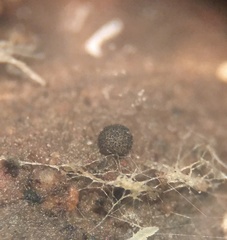 Saccobolus truncatus