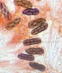 Saccobolus truncatus
