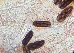 Saccobolus truncatus