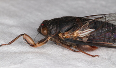 Birrima castanea