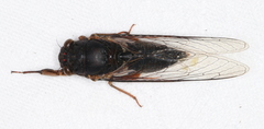 Birrima castanea