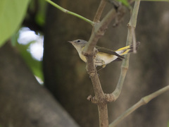 Setophaga ruticilla