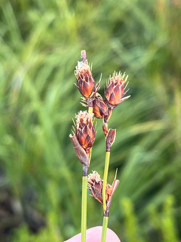 eastern pineapplereed (Hypodiscus synchroolepis)