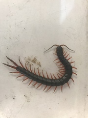Scolopendra japonica