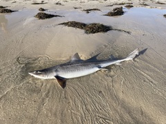 Gummy Shark photo 5