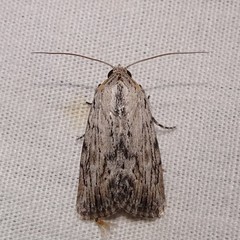 Oncocnemidinae