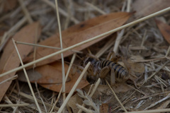 Ammopelmatus pictus
