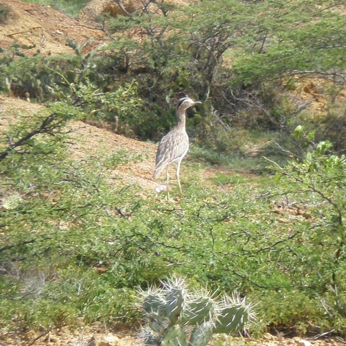 (c) JR Ferrer-Paris, some rights reserved (CC BY)