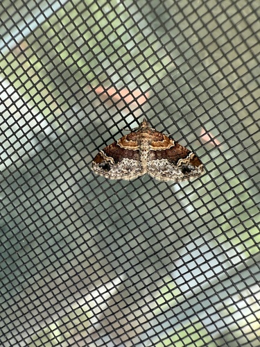 Dark-barred Twin-spot Carpet photo 5