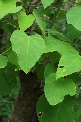 Endospermum chinense, photograph 2
