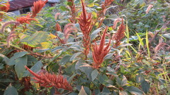 Amaranthus hypochondriacus
