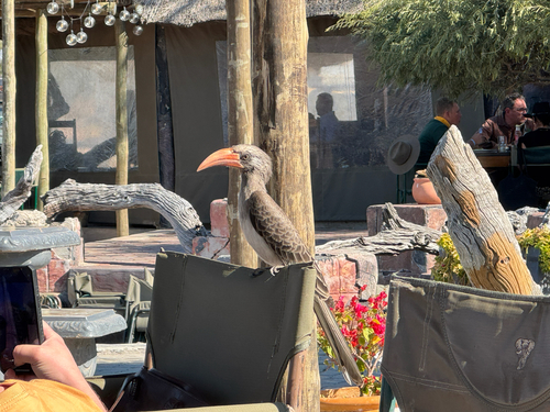 Bradfield's Hornbill (Lophoceros bradfieldi)
