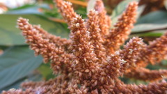 Amaranthus hypochondriacus