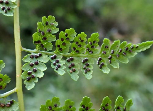 Athyrium atkinsonii observed 2025-07-23