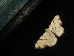 Haemalea punctilinea
