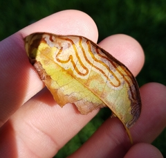 Phyllocnistis meliacella