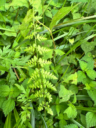 Athyrium palustre iNat (1)