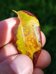 Phyllocnistis meliacella