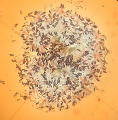 Saccobolus depauperatus