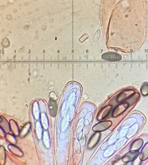 Saccobolus depauperatus