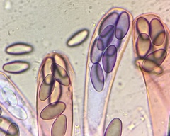 Saccobolus depauperatus