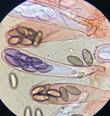 Saccobolus depauperatus