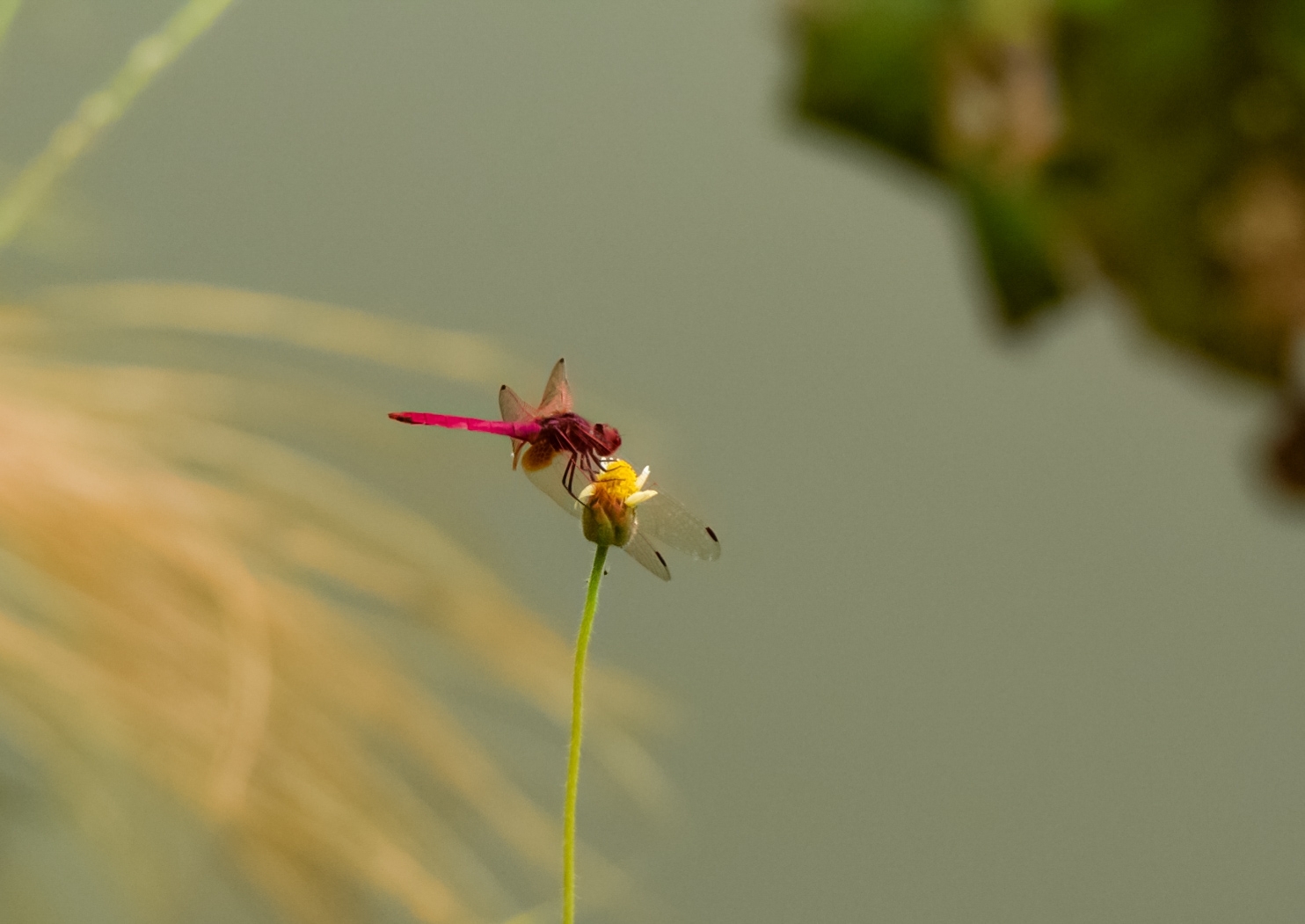 Crimson Marsh Glider
