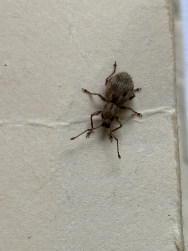 Imported Long-horned Weevil photo 4