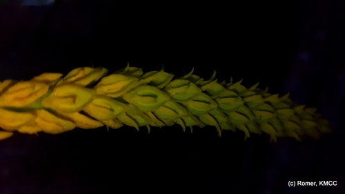Bulbophyllum labatii image