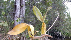 Image of Bulbophyllum labatii