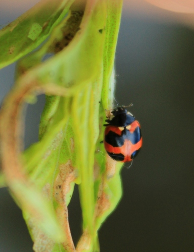 Hieroglyphic Lady Beetle, photo 6 of 8
