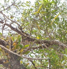 Bulbophyllum labatii image