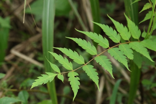 Nepali hog-plum (Choerospondias axillaris)