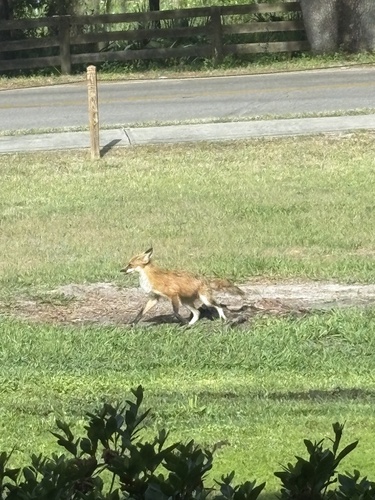 Red Fox photographed in Florida