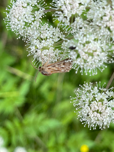 Antler Moth