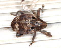 Perissops ocellatus
