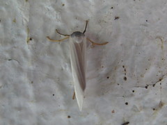 Agylla nivea