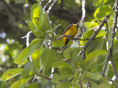 Icterus nigrogularis