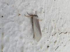 Agylla nivea