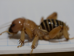 Ammopelmatus monahansensis